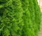 Preview: Thuja Smaragd im Topf / Container